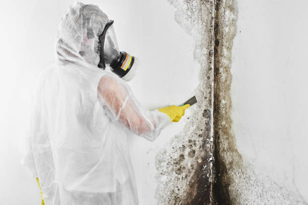 Best Attic Mold Removal  in Lowell, IN