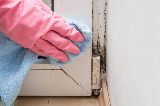 Professional Mold Removal in Lowell, IN