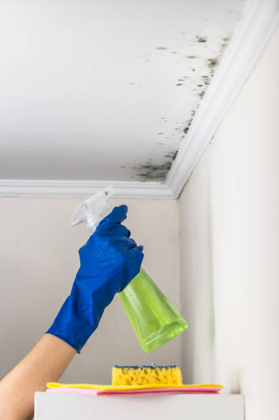 Best Certified Mold Removal  in Lowell, IN